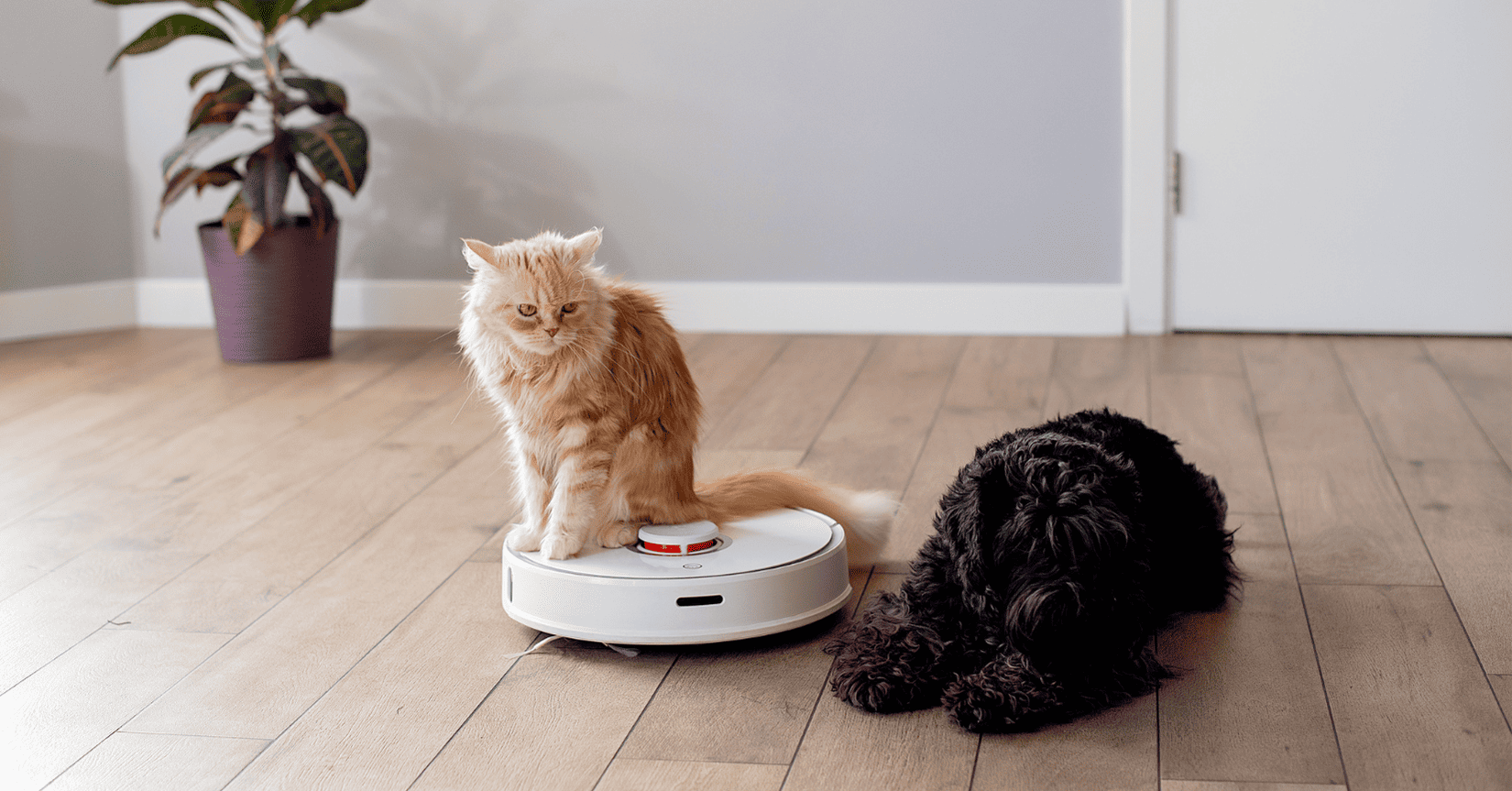 שואב אבק רובוטי שוטף חוות דעת - שואבי אבק רובוטיים אלי אקספרס | השוואה