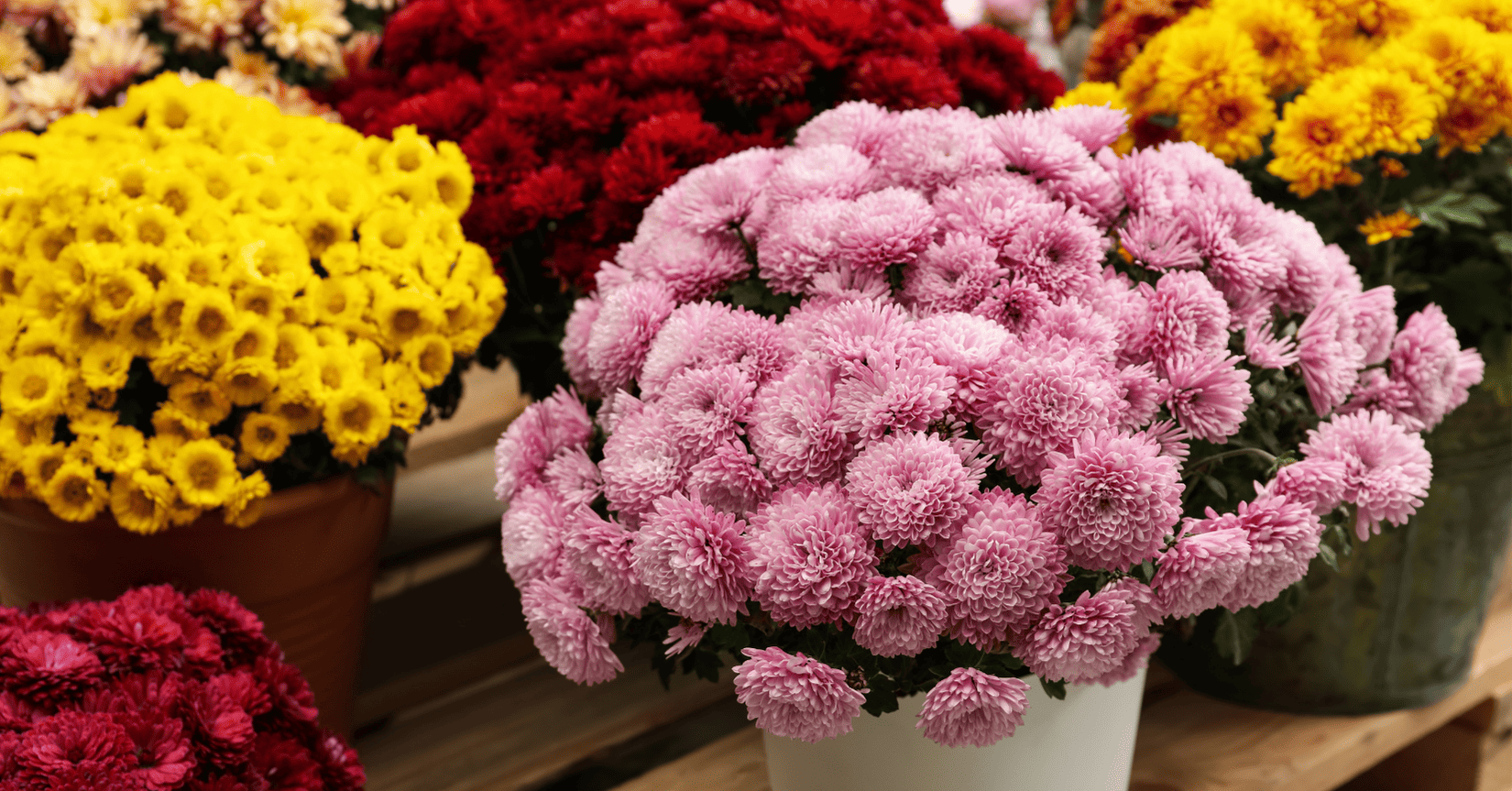 חרצית - Chrysanthemum כריזנטמה · 5 זנים של פרחי חרצית שישדרגו כל מרפסת