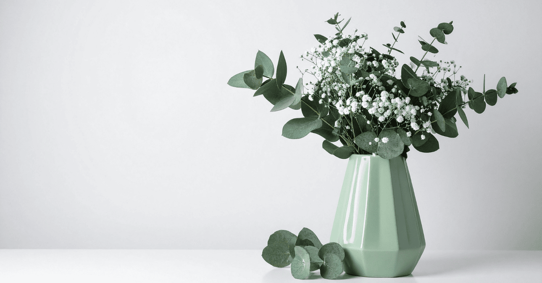 עצי אקליפטוס Eucalyptus - שימושים מפתיעים לאקליפטוס בבית ב-2026 בישראל