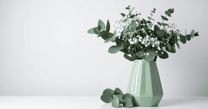 עצי אקליפטוס Eucalyptus - שימושים מפתיעים לאקליפטוס בבית ב-2026 בישראל