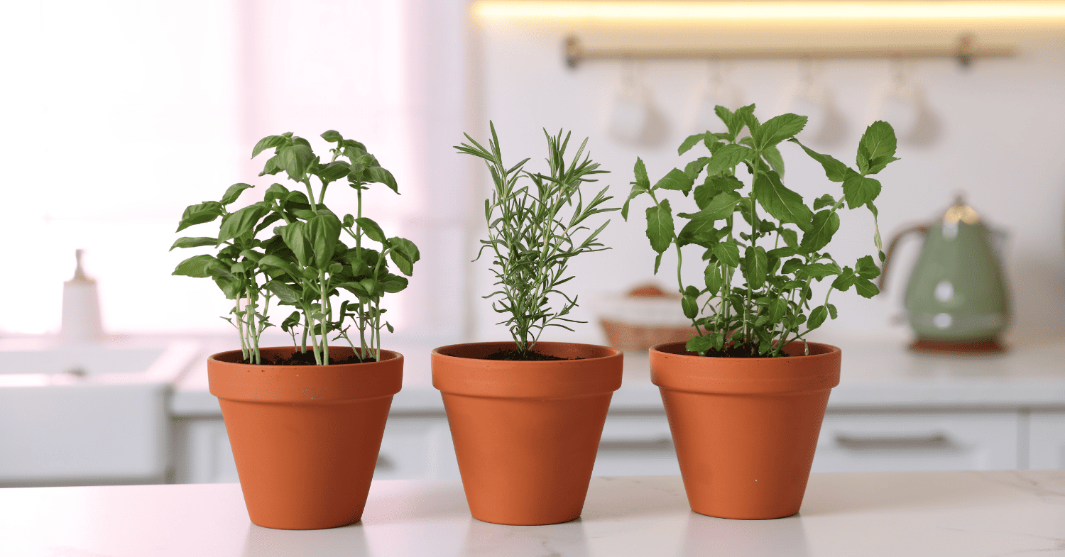 בלי גינה ובלי מרפסת: התה הגיע מהחלון - מדריך גידול נענע בבית ללא מאמץ